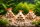 Pyramide 6 Röhrchen 3er Set
